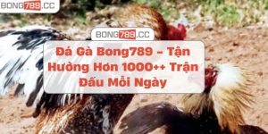 Đá Gà Bong789